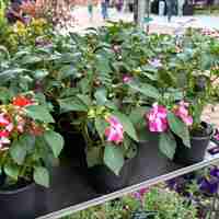 Impatiens walleriana 'Raffael Star Mix' (Циганче / Импатиенс)