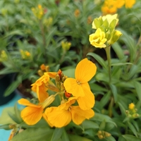 Шибой - Sugar Rush Mix