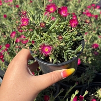 Delosperma cultivars sel® ‘LIDO MAGENTA’