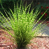 Мискантус Зебрина (Miscanthus sinensis 'Zebrinus') Китайски камъш | Царска тръстика