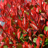 Фотиния ‘Red Robin’ / Photinia × fraseri ‘Red Robin'