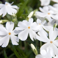 Алпийски флокс (Phlox subulata 'Alba')