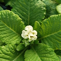 Едроцветна иглика - XL Mid Early Mix