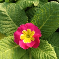 Едроцветна иглика - XL Mid Early Mix