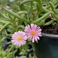 Делосперма