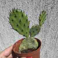 Опунция (Opuntia)