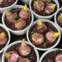 Зюмбюл Blue Jacket в саксия - троен