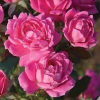 Pink Double KNOCK OUT® Radtkopink