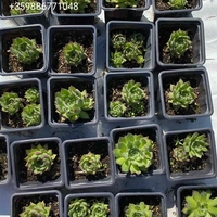 Семпервивум Рейнхард (Sempervivum Reinhard)