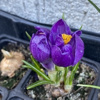 Минзухар Flower Record