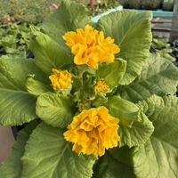 Кичеста иглика, тип розичка