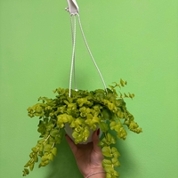 Lysimachia nummularia ‘Goldilocks’ (Лизимахия) в кошници