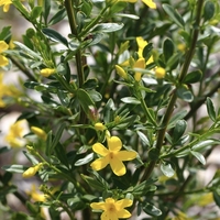 Храстовиден жасмин (Jasminum fruticans)
