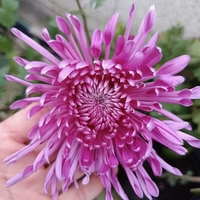 Високостеблена хризантема Violet Spoon