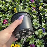 Къдрави теменужки