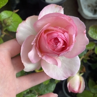 EDEN ROSE® Meiviolin/ GPT. EDEN ROSE Pierre De Ronsard ®