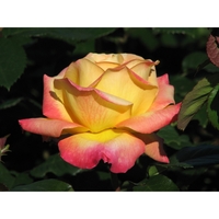 Oriental PEACE® Baipeace