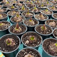 Зюмбюл Blue Jacket в саксия - единичен