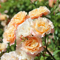 Cubana ® Rose