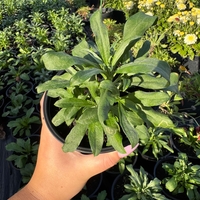 Шибой - Sugar Rush Mix