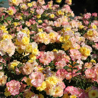 REVE DE PARIS ® Meilowmye