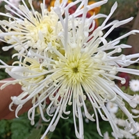 Високостеблена хризантема White Spider
