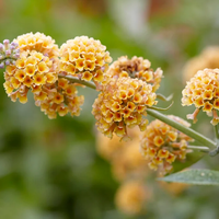 Будлея 'Sungold' Buddleja × weyeriana 'Sungold'