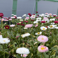 Парички - Tasso