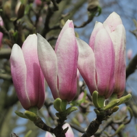 Магнолия Soulangeana (Magnolia × soulangeana)