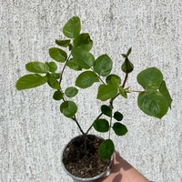 YVES PIAGET®; Gpt Keitsupiatsu