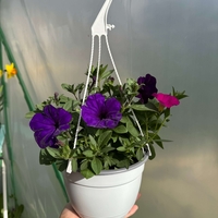 Петуния - тройка (The Power Sisters)