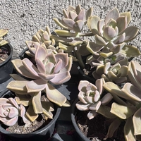 Сукулент Graptopetalum paraguayense - голям