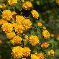 Kerria japonica ‘Pleniflora’ (Керия, Японска керия)