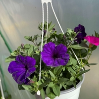 Петуния - тройка (The Power Sisters)