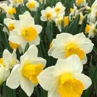 Нарцис Orange Sunset в саксия