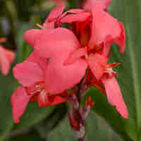 Кана / Canna CANNOVA