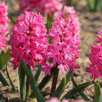 Зюмбюл Jan Bos в саксия - троен