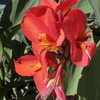Кана / Canna CANNOVA