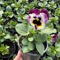 Къдрави теменужки