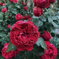 Gpt Red Eden Rose® (Eric Tabarly®)