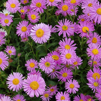 Алпийска астра /Aster alpinus/ - Happy end pink