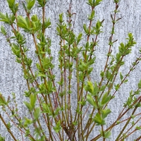 Японска пъстролистна върба - salix integra hakuro nishiki