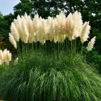 Декоративна трева Кортадерия – Бяла (Cortaderia)