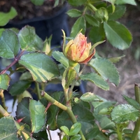 Peach DRIFT® Meiggili