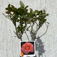 ELLE® Meibderos