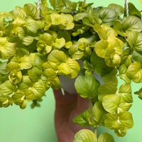 Lysimachia nummularia ‘Goldilocks’ (Лизимахия) в кошници