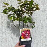 JULIO IGLESIAS® Meistemon