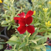 Шибой - Sugar Rush Mix