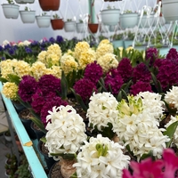 Зюмбюл Woodstock в саксия - единичен