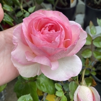 EDEN ROSE® Meiviolin/ GPT. EDEN ROSE Pierre De Ronsard ®